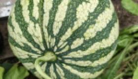 Экспериментальная теплица